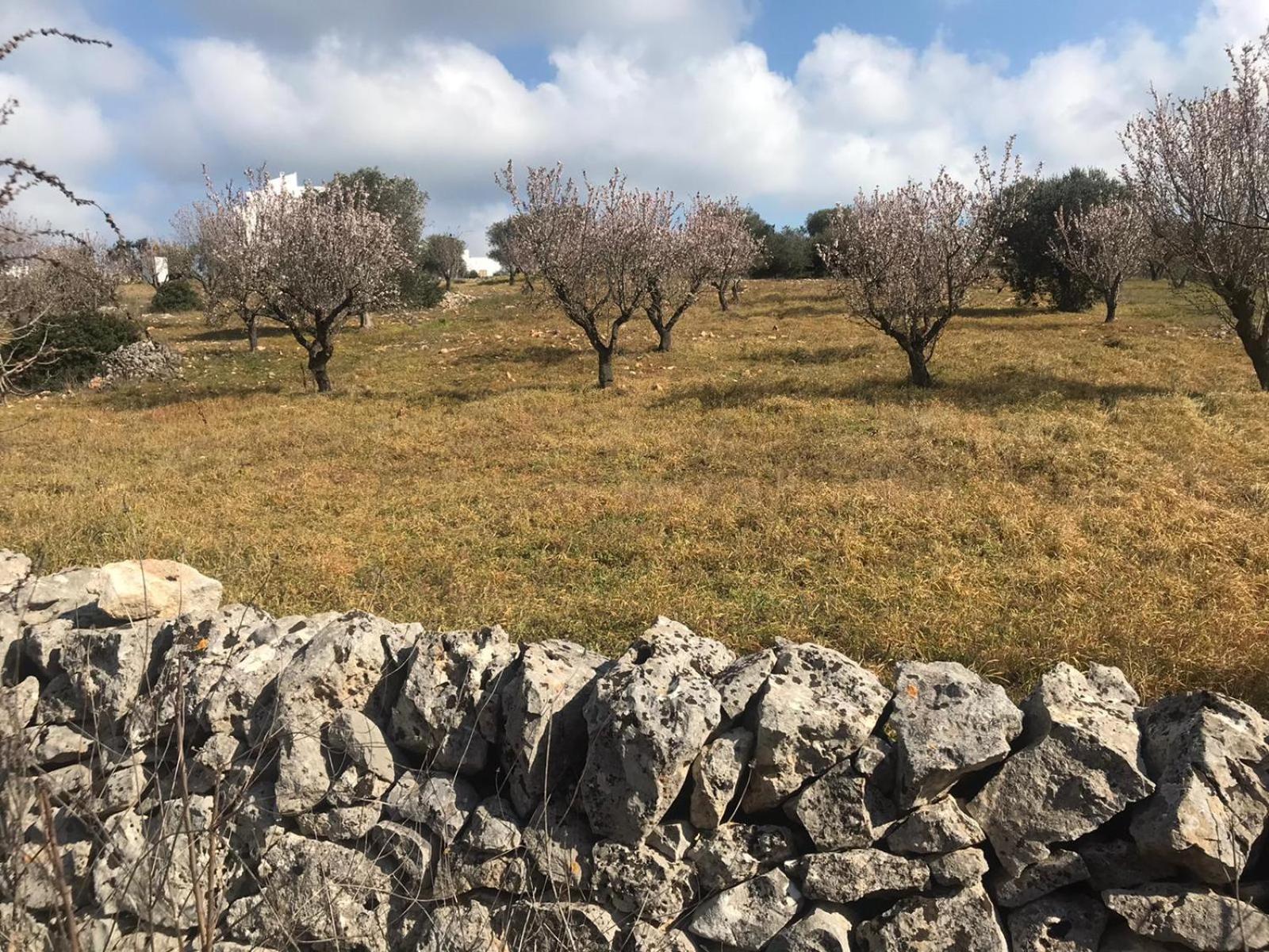 Piccolo Trullo Ostunese Le Jardin De Sophie' Ostuni Exteriér fotografie