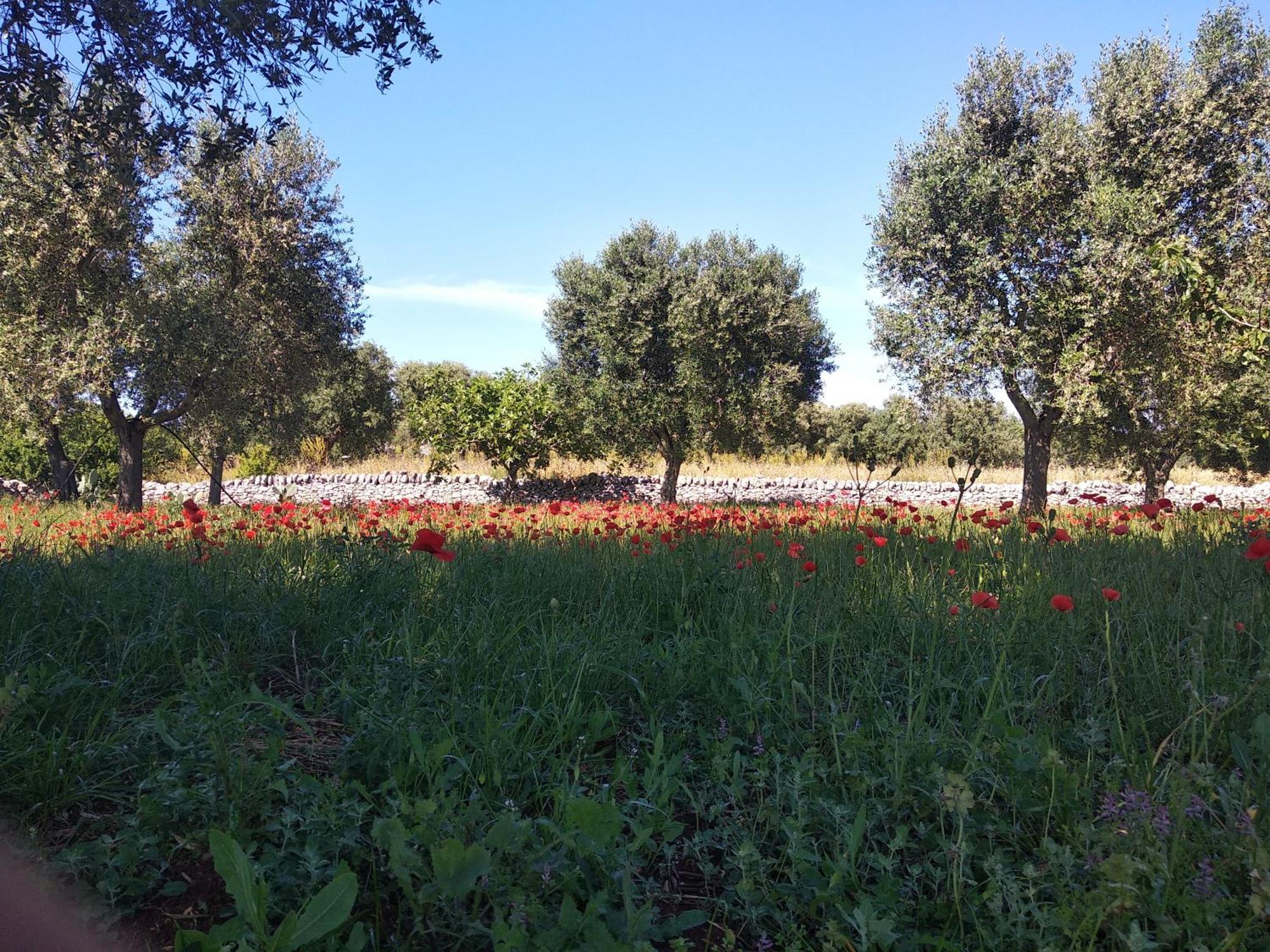 Piccolo Trullo Ostunese Le Jardin De Sophie' Ostuni Exteriér fotografie